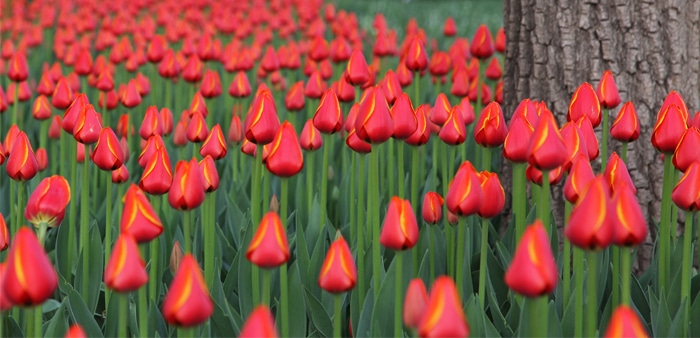 banner flower battle